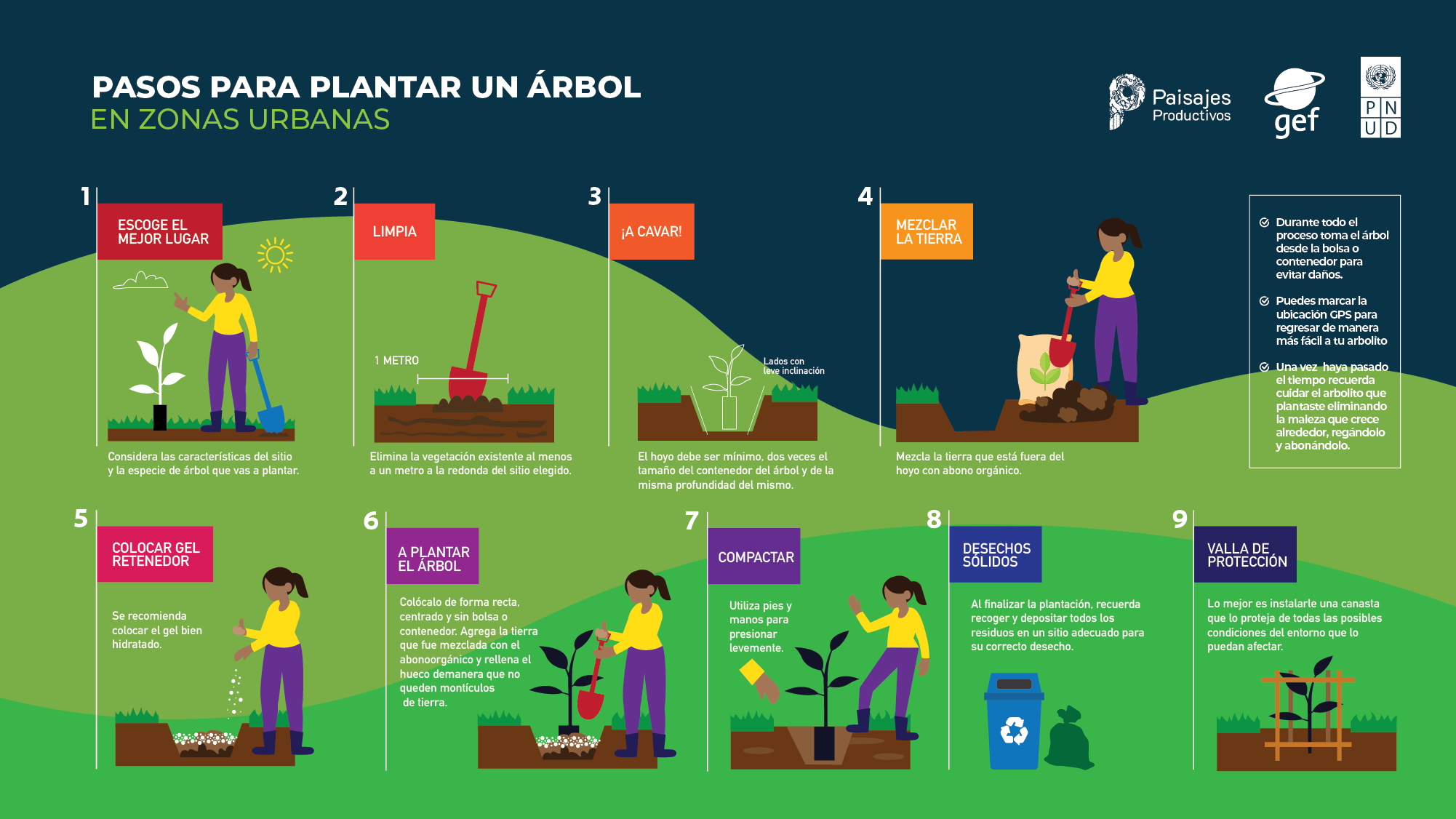 Infografía: Pasos para plantar un árbol
