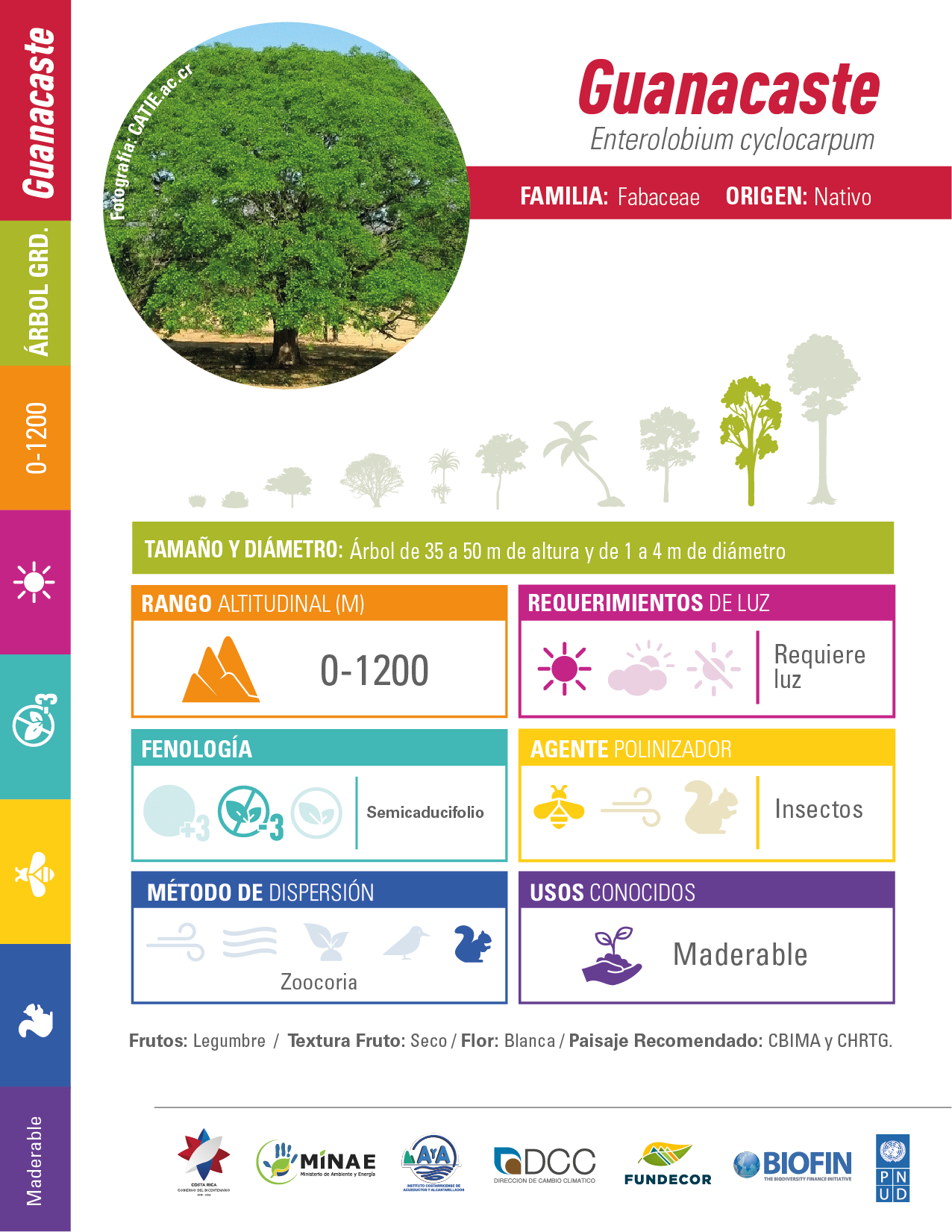 Guanacaste: ficha técnica