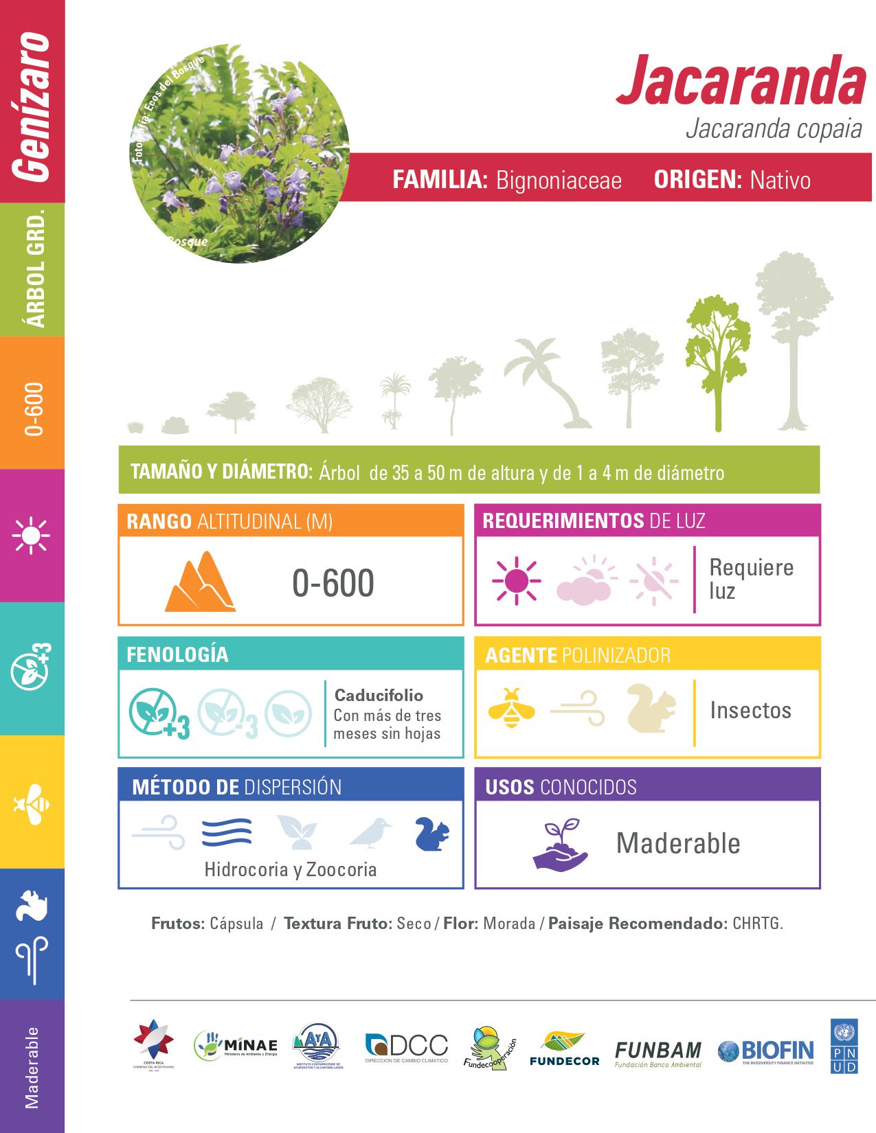 Jacaranda: ficha técnica