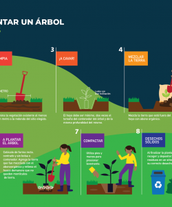 Pasos para plantar un árbol en zonas urbanas